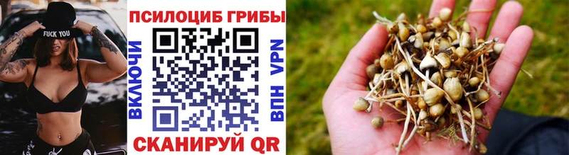 купить наркоту  Катайск  Псилоцибиновые грибы Psilocybine cubensis 